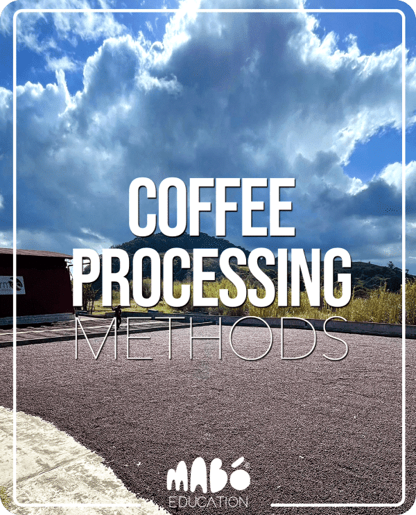 CELE MAI COMUNE METODE DE PROCESARE ALE CAFELEI