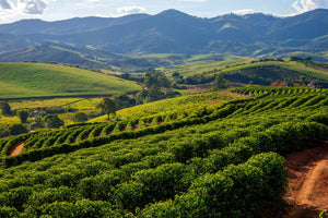 Cafea de Specialitate: Brazilia