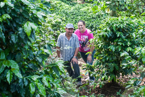 Cafea de specialitate - Costa Rica