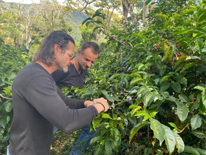 Cafea de specialitate - Panama
