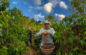 Cafea de specialitate - Guatemala