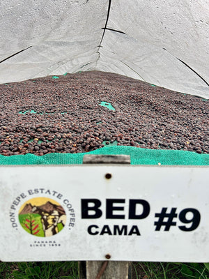DON PEPE ESTATE, Panama (Washed) Cafea de Specialitate