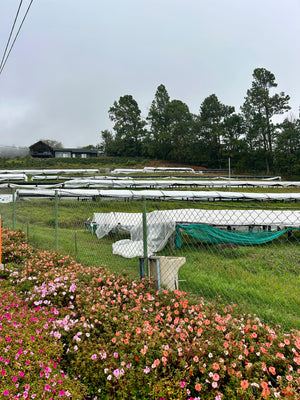 DON PEPE ESTATE, Panama (Washed) Cafea de Specialitate